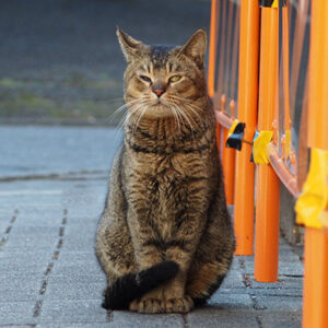アビ　ピシッとお座り