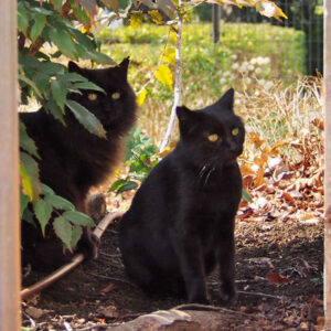 kito and mofune top