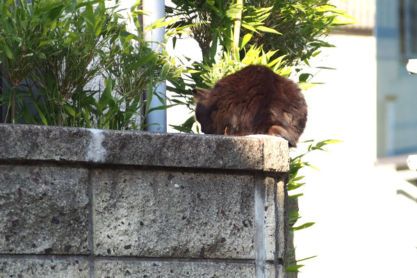 ハリマの背中
