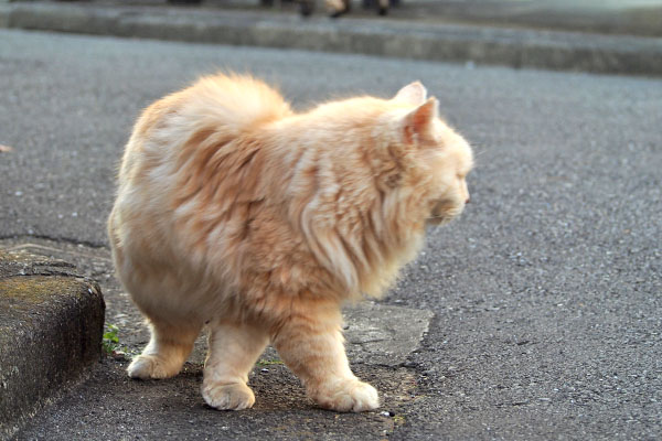 ナリコ　ほんじゃ
