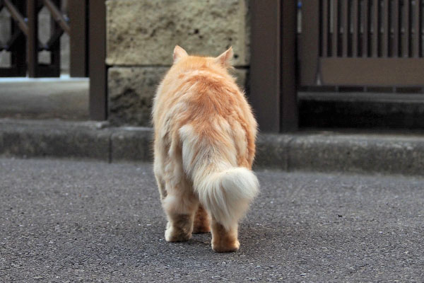 ナリコ　しっぽの先ちょい上で