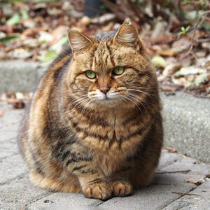 kuratan sitting top