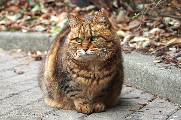 クラタン　ぼーっとして