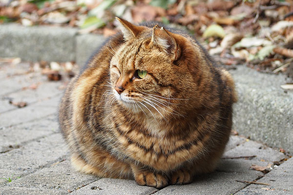 クラタン　待ちくたびれ