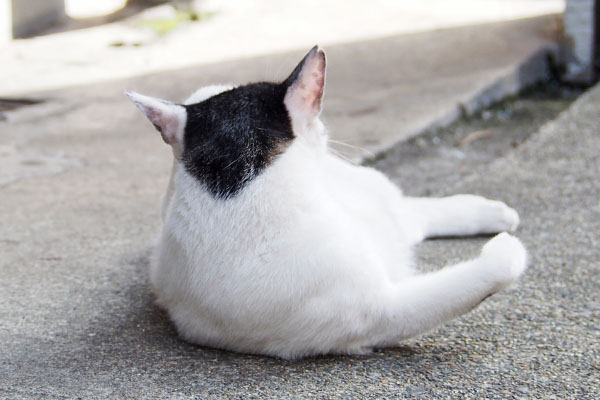 しろまる　ちょっと舐めて