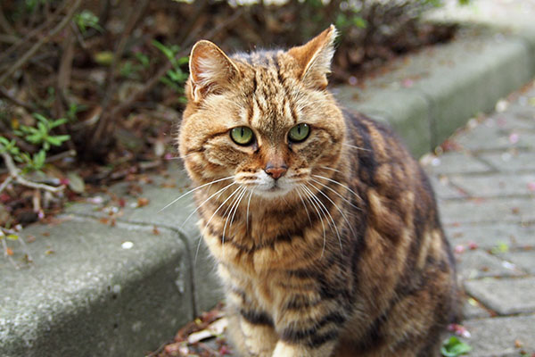 クロムを見るクラタン