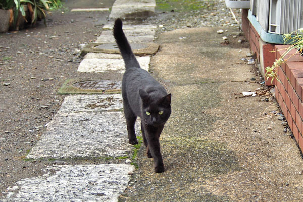 モノタ　道路チラ見