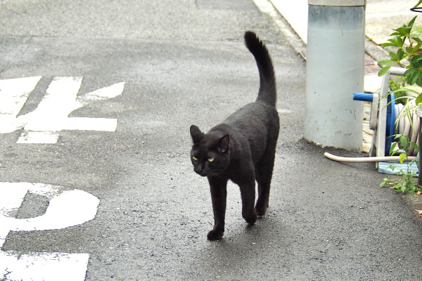 モノタ　道路に出ました