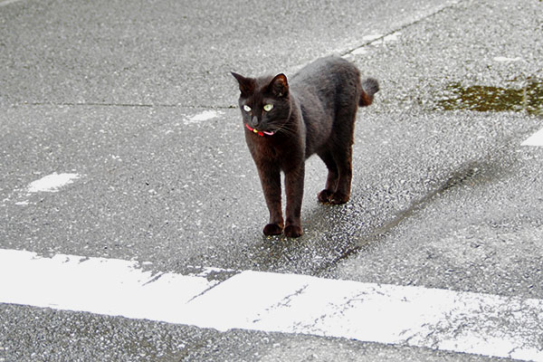 モノタ　停止線ですから