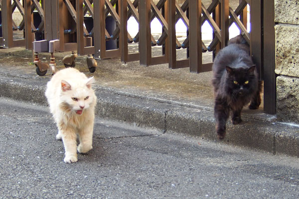 ハリマとナリコ出て来た
