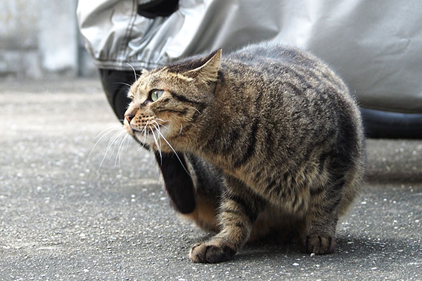 くぅ～　シマヲ