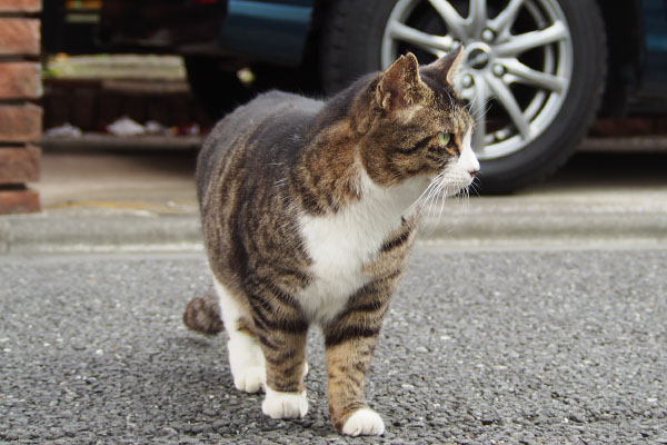 横見る　アシメ