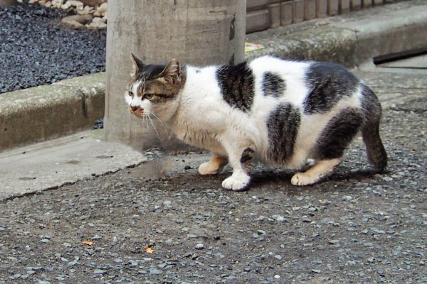 追いかけて来た　しぐれ