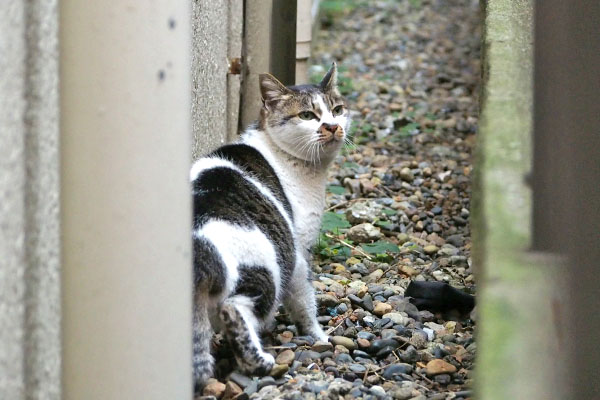 追いかけて来た　しぐれ２