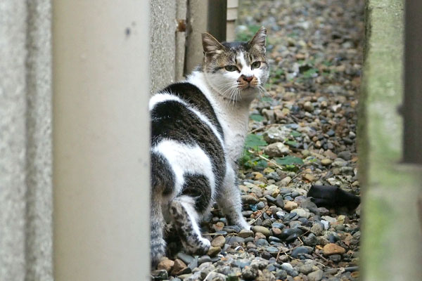 追いかけて来た　しぐれ３