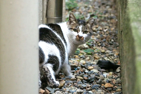 何見てますか　しぐれ