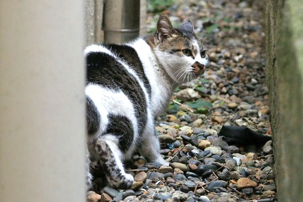 警戒してる　しぐれ