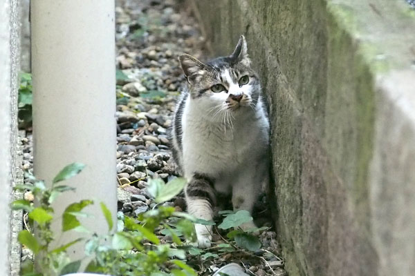 やっとこちらを向くしぐれ
