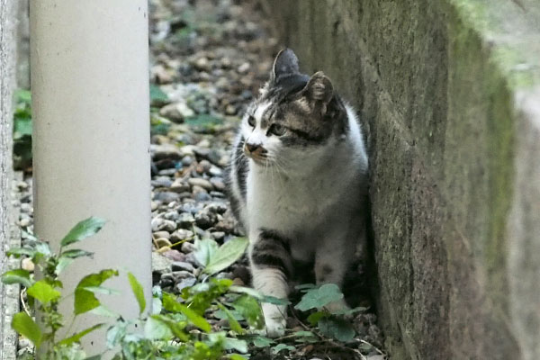 挙動不審　しぐれ