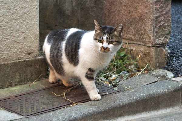 やっとっ出て来た　しぐれ