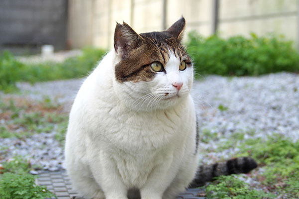 ルーフ　目は合わさない