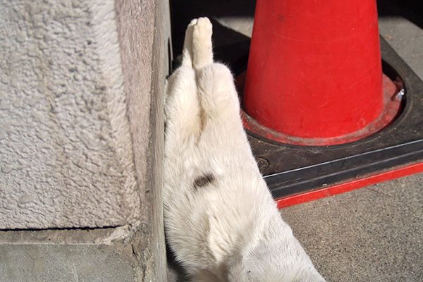 しろまる　上　後ろ足