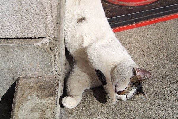 しろまる　上　舐め