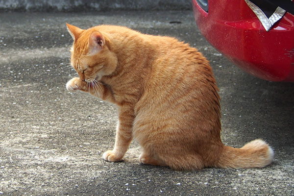 そらちゃん　こしこし