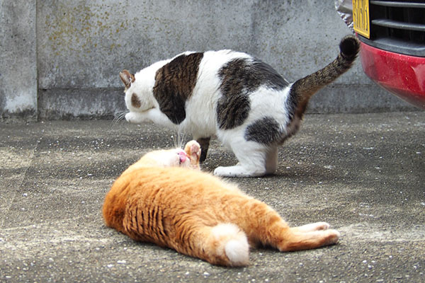 お互いこしこし　セイとそら