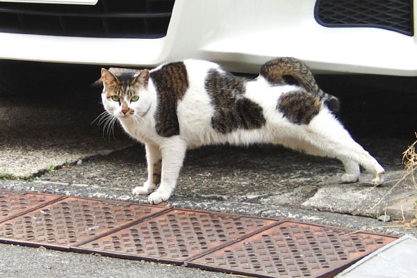 伸びしてる　セイ