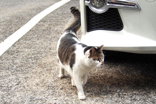 車をくるり　セイ