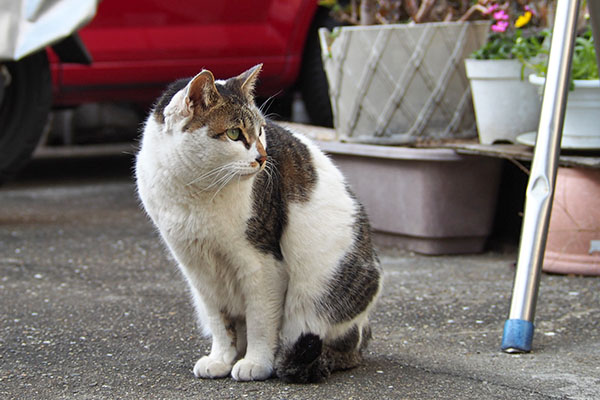 他猫チェック　セイ