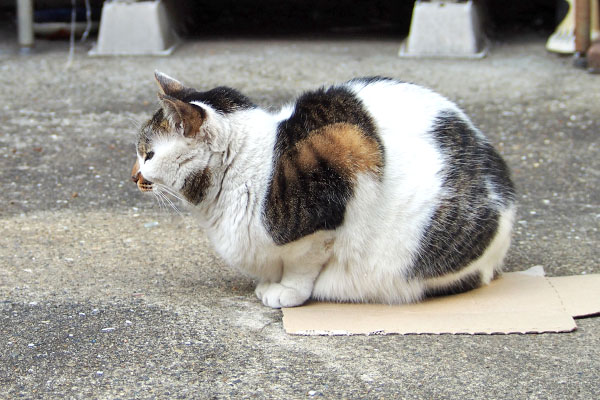 丸いボディ　セイ