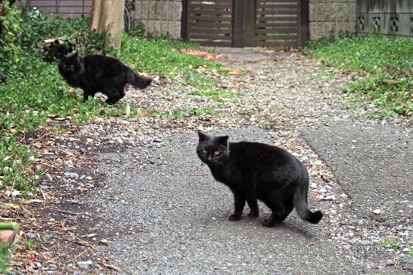 下りて来たキトとモフネ
