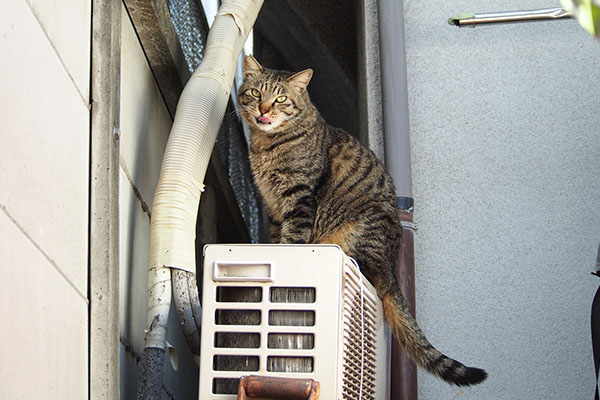 シマヲ　ごっそさん