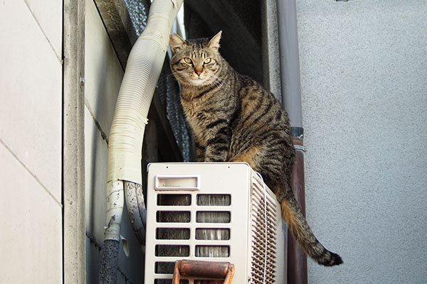 きりりなシマヲ
