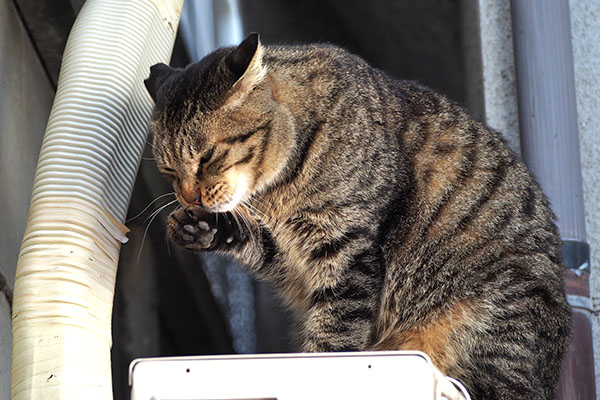 シマヲ　毛繕い長い
