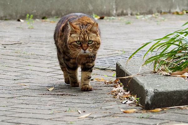 クラタン　ずんずん