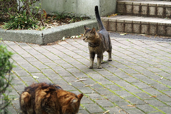 アビのしっぽ