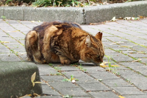 クラタン　まだ食べてる