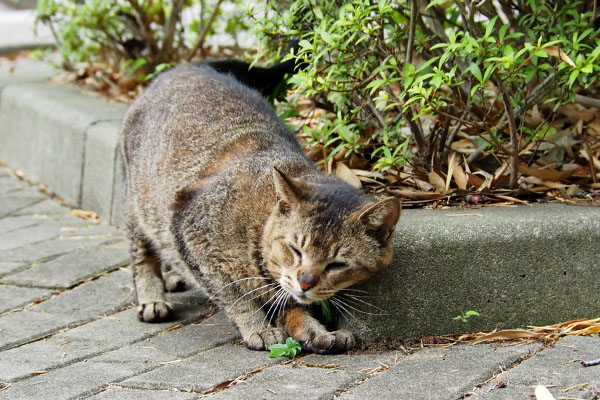 アビ　へりにすりすり