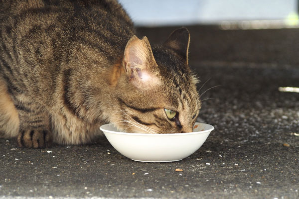 食べる　シマヲ