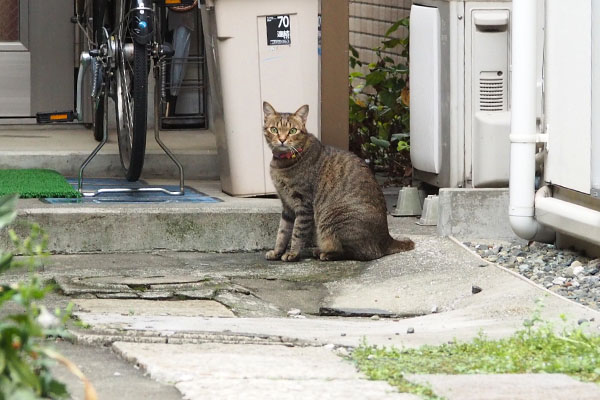 らい太　見てる