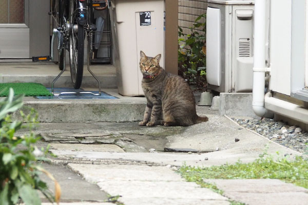 らい太　シマヲきた