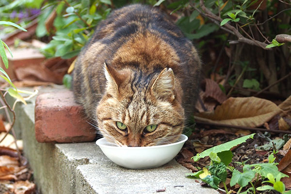 食べてる　クラタン