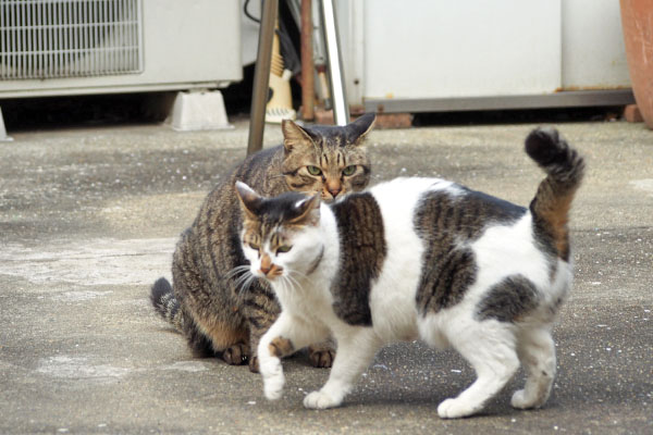 セイシマヲに挨拶するも