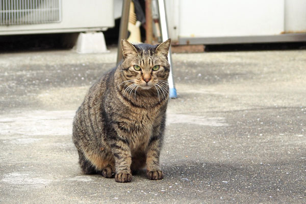 シマヲ　取り残され