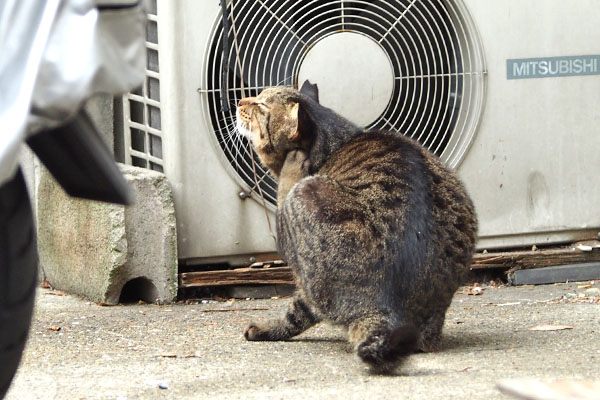 シマヲ　気を落ち着かせ