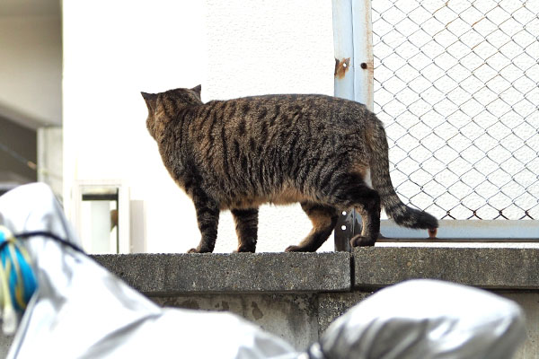 シマヲ　塀の上