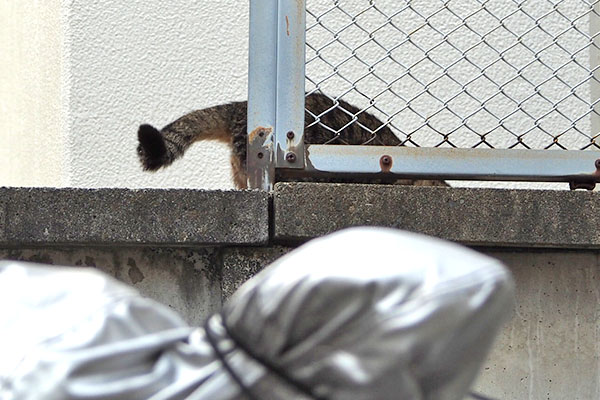 シマヲ　戻って行く